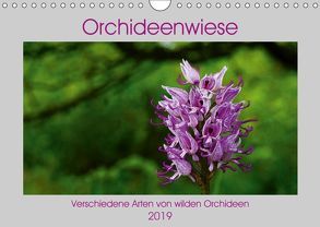 Orchideenwiese 2019 (Wandkalender 2019 DIN A4 quer) von Sura,  Jana