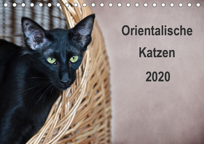 Orientalische Katzen (Tischkalender 2020 DIN A5 quer) von Bollich,  Heidi