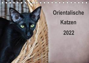 Orientalische Katzen (Tischkalender 2022 DIN A5 quer) von Bollich,  Heidi