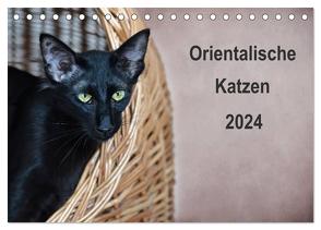 Orientalische Katzen (Tischkalender 2024 DIN A5 quer), CALVENDO Monatskalender von Bollich,  Heidi