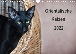 Orientalische Katzen (Wandkalender 2022 DIN A4 quer) von Bollich,  Heidi