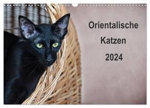 Orientalische Katzen (Wandkalender 2024 DIN A3 quer), CALVENDO Monatskalender von Bollich,  Heidi