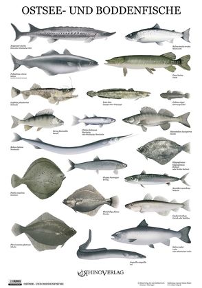 Ostsee- und Boddenfische – Poster von Pfante,  Danny