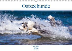 Ostseehunde (Wandkalender 2019 DIN A3 quer) von Langer,  Jill