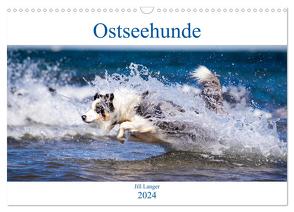 Ostseehunde (Wandkalender 2024 DIN A3 quer), CALVENDO Monatskalender von Langer,  Jill