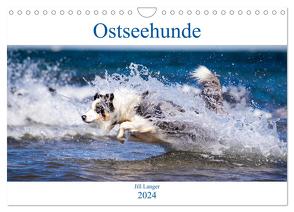 Ostseehunde (Wandkalender 2024 DIN A4 quer), CALVENDO Monatskalender von Langer,  Jill