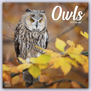 Owls – Eulen 2023 – 16-Monatskalender