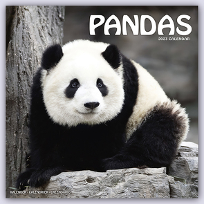 Pandas – Pandabären 2023- 16-Monatskalender