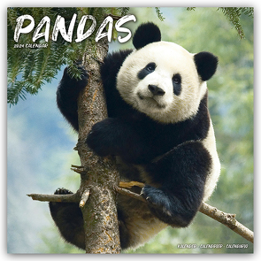 Pandas – Pandabären 2024 – 16-Monatskalender
