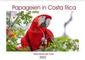 Papageien in Costa Rica (Wandkalender 2022 DIN A2 quer) von Akrema-Photography