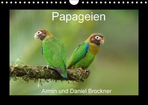 Papageien (Wandkalender 2018 DIN A4 quer) von und Daniel Brockner,  Armin