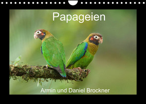 Papageien (Wandkalender 2022 DIN A4 quer) von und Daniel Brockner,  Armin