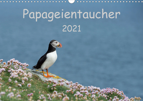 Papageientaucher 2021CH-Version (Wandkalender 2021 DIN A3 quer) von Leimer,  Stefan