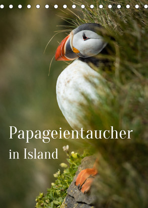 Papageientaucher in Island (Tischkalender 2022 DIN A5 hoch) von Inxtagenumdiewelt.de