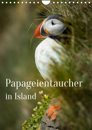 Papageientaucher in Island (Wandkalender 2022 DIN A4 hoch) von Inxtagenumdiewelt.de