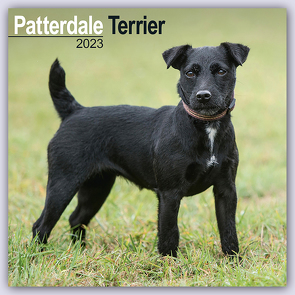 Patterdale Terrier 2023 – 16-Monatskalender