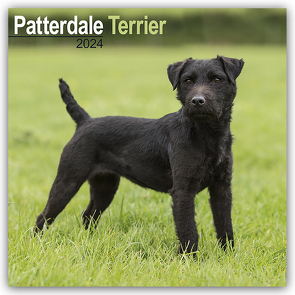 Patterdale Terrier 2024 – 16-Monatskalender