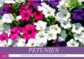 Petunien. Zauberhafte Blütenwunder für Balkon und Garten (Wandkalender 2022 DIN A2 quer) von Hurley,  Rose