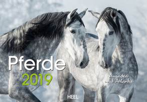 Pferde 2019