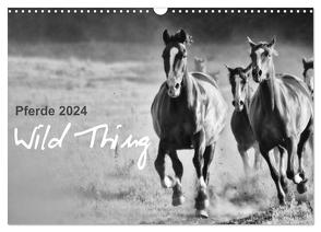 Pferde 2024 Wild Thing (Wandkalender 2024 DIN A3 quer), CALVENDO Monatskalender von Peters,  Sabine