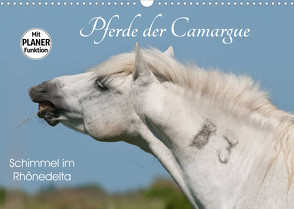 Pferde der Camargue – Schimmel im Rhônedelta (Wandkalender 2022 DIN A3 quer) von Bölts,  Meike