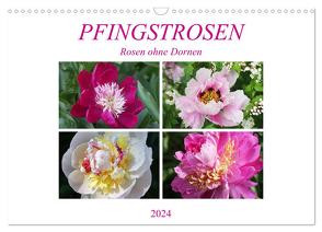 PFINGSTROSEN Rosen ohne Dornen (Wandkalender 2024 DIN A3 quer), CALVENDO Monatskalender von Kruse,  Gisela