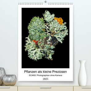 Pflanzen als kleine Preziosen (Premium, hochwertiger DIN A2 Wandkalender 2023, Kunstdruck in Hochglanz) von Wahby,  Tamara