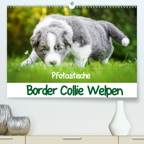 Pfotastische Border Collie Welpen (Premium, hochwertiger DIN A2 Wandkalender 2021, Kunstdruck in Hochglanz) von Mayer,  Andrea