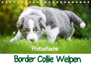 Pfotastische Border Collie Welpen (Tischkalender 2021 DIN A5 quer) von Mayer,  Andrea