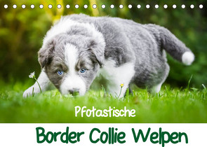 Pfotastische Border Collie Welpen (Tischkalender 2022 DIN A5 quer) von Mayer,  Andrea