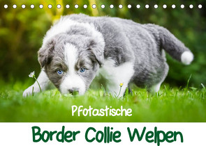 Pfotastische Border Collie Welpen (Tischkalender 2023 DIN A5 quer) von Mayer,  Andrea