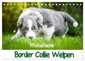 Pfotastische Border Collie Welpen (Tischkalender 2024 DIN A5 quer), CALVENDO Monatskalender von Mayer,  Andrea