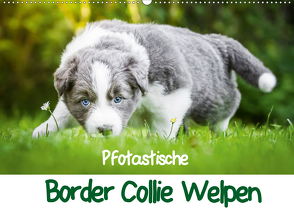 Pfotastische Border Collie Welpen (Wandkalender 2021 DIN A2 quer) von Mayer,  Andrea