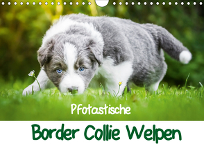 Pfotastische Border Collie Welpen (Wandkalender 2021 DIN A4 quer) von Mayer,  Andrea