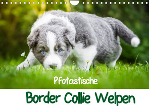 Pfotastische Border Collie Welpen (Wandkalender 2022 DIN A4 quer) von Mayer,  Andrea