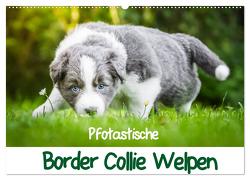 Pfotastische Border Collie Welpen (Wandkalender 2024 DIN A2 quer), CALVENDO Monatskalender von Mayer,  Andrea