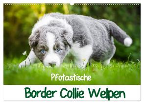 Pfotastische Border Collie Welpen (Wandkalender 2024 DIN A2 quer), CALVENDO Monatskalender von Mayer,  Andrea