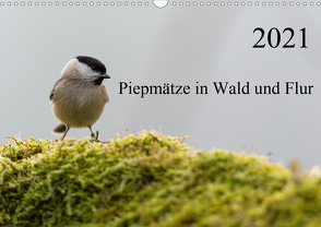 Piepmätze in Wald und Flur (Wandkalender 2021 DIN A3 quer) von Alberer,  Thomas