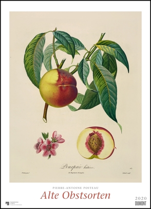 Pierre Antoine Poiteau: Alte Obstsorten 2020 – DUMONT Kunst-Kalender – Poster-Format 49,5 x 68,5 cm von DUMONT Kalenderverlag, Poiteau,  Pierre Antoine