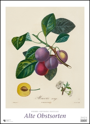 Pierre Antoine Poiteau: Alte Obstsorten 2021 – DUMONT Kunst-Kalender – Poster-Format 49,5 x 68,5 cm von Poiteau,  Pierre Antoine