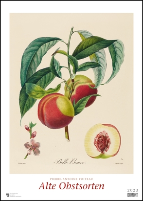 Pierre Antoine Poiteau: Alte Obstsorten 2023 – DUMONT Kunst-Kalender – Poster-Format 50 x 70 cm von Poiteau,  Pierre Antoine