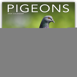 Pigeons – Tauben 2024 – 16-Monatskalender