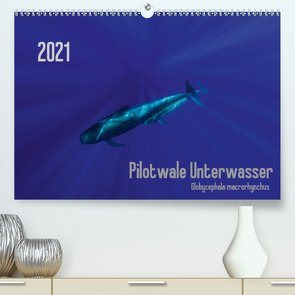 Pilotwale Unterwasser – Globicephala macrorhynchus (Premium, hochwertiger DIN A2 Wandkalender 2021, Kunstdruck in Hochglanz) von Weber-Gebert,  Claudia