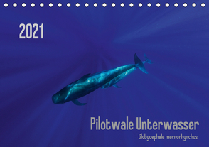 Pilotwale Unterwasser – Globicephala macrorhynchus (Tischkalender 2021 DIN A5 quer) von Weber-Gebert,  Claudia