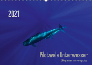 Pilotwale Unterwasser – Globicephala macrorhynchus (Wandkalender 2021 DIN A2 quer) von Weber-Gebert,  Claudia