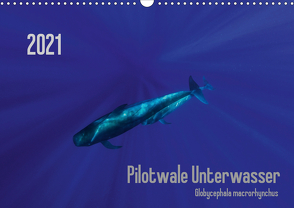 Pilotwale Unterwasser – Globicephala macrorhynchus (Wandkalender 2021 DIN A3 quer) von Weber-Gebert,  Claudia