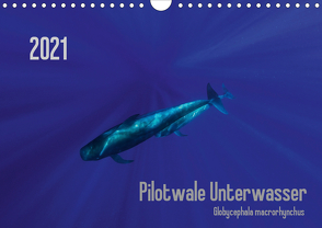 Pilotwale Unterwasser – Globicephala macrorhynchus (Wandkalender 2021 DIN A4 quer) von Weber-Gebert,  Claudia