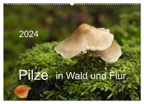 Pilze in Wald und Flur (Wandkalender 2024 DIN A2 quer), CALVENDO Monatskalender von Pompsch,  Heinz