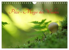 Pilze – Magie des Waldes (Wandkalender 2024 DIN A4 quer), CALVENDO Monatskalender von Klapp,  Lutz