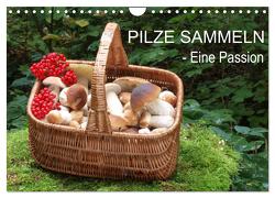 Pilze sammeln – eine Passion (Wandkalender 2024 DIN A4 quer), CALVENDO Monatskalender von Bindig,  Rudolf